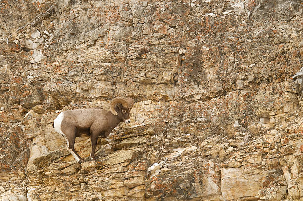 Bighorn sheep ram on rocky ledge Yellowstone National Park stock photo
