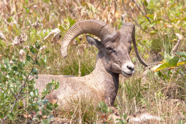 borrego cimarrón de montaña acostado en la ladera de una colina en el oeste de los estados unidos - idaho beautiful western usa usa fotografías e imágenes de stock