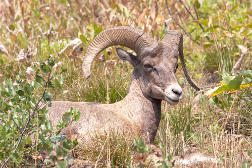 Close-up of a bighorn sheep near Sheep River Alberta