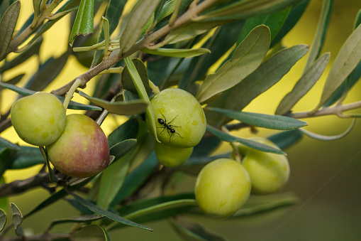 olives starting to ripen on the tree, some leaves and a black ant standing on one of the fruit