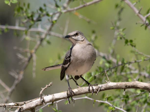 adult northern mockingbird perched on a tree branch and looking left - uvalde 個照片及圖片檔