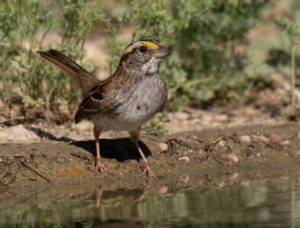 adult white-throated sparrow standing at waters edge - uvalde 個照片及圖片檔