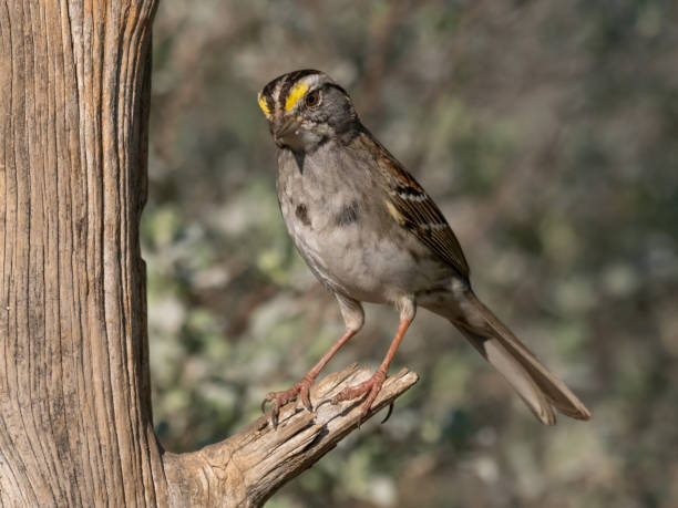 adult white-throated sparrow perched on a dead branch - uvalde 個照片及圖片檔