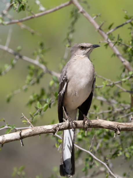 adult northern mockingbird with windblown feathers perched on a tree branch - uvalde 個照片及圖片檔