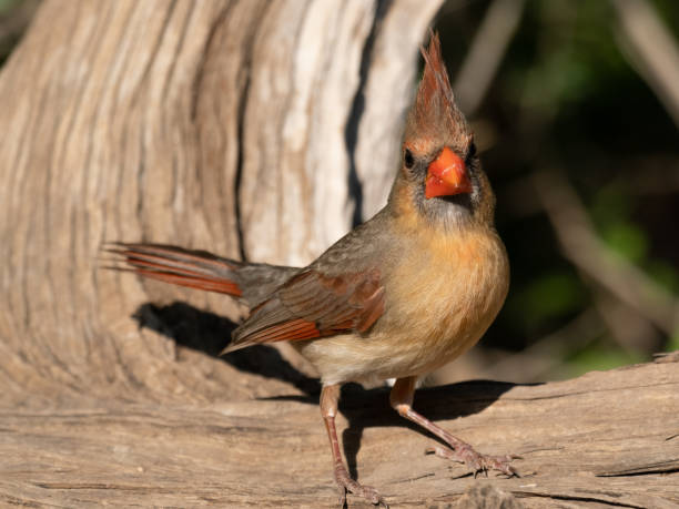 close up of a female northern cardinal standing on a log and looking at the camera - uvalde 個照片及圖片檔