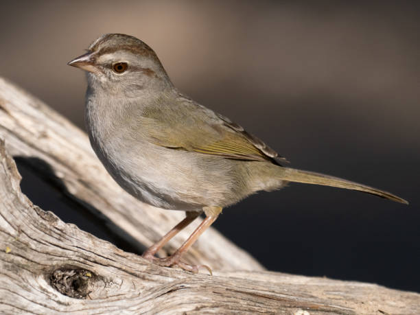 close up of an adult olive sparrow with its head cocked standing on a log - uvalde 個照片及圖片檔