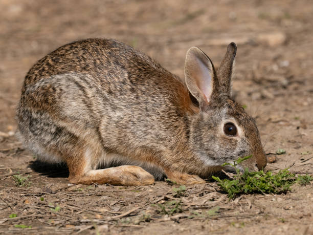 eastern cottontail rabbit in the wild photographed close up in profile - uvalde 個照片及圖片檔