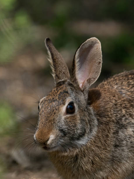 close up of the head and chest of an eastern cottontail rabbit in the wild - uvalde 個照片及圖片檔