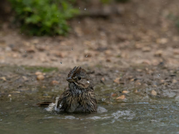 lincoln's sparrow washing in a shallow pond with spray of water droplets - uvalde 個照片及圖片檔