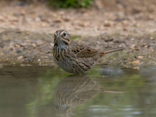 lincoln's sparrow standing in shallow water facing camera - uvalde 個照片及圖片檔