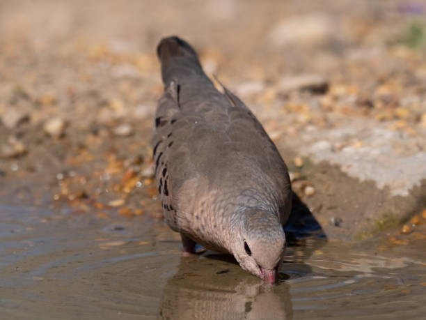 mourning dove drinking water from a pond - uvalde 個照片及圖片檔