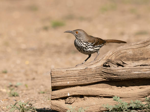 long-billed thrasher perched on a log - uvalde 個照片及圖片檔