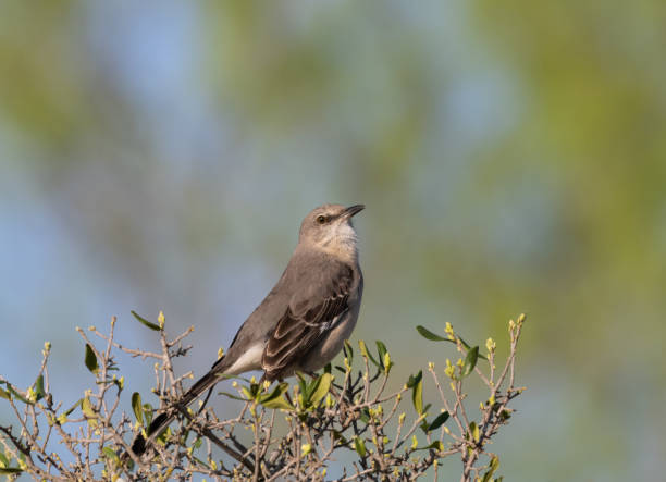 northern mockingbird perched in a tree with sparse leaves and buds - uvalde 個照片及圖片檔
