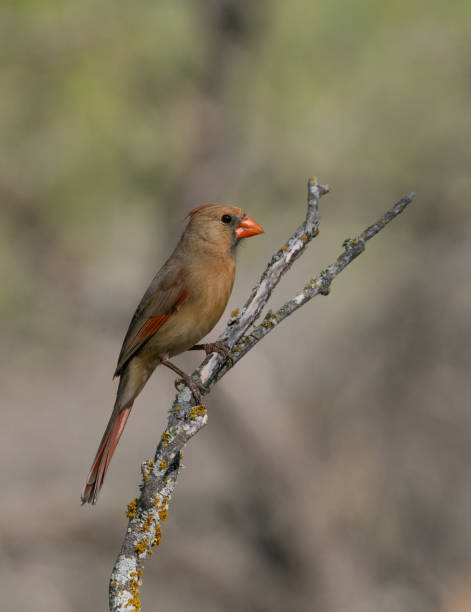 sunlit female northern cardinal perched on a dry branch with lichen - uvalde 個照片及圖片檔