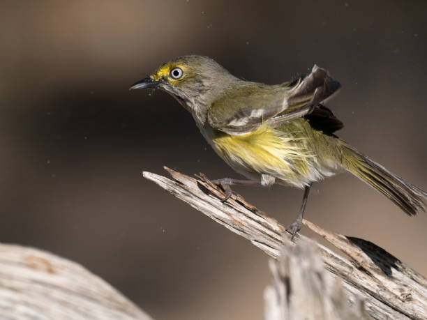 white eyed vireo shaking water droplets off its feathers - uvalde 個照片及圖片檔