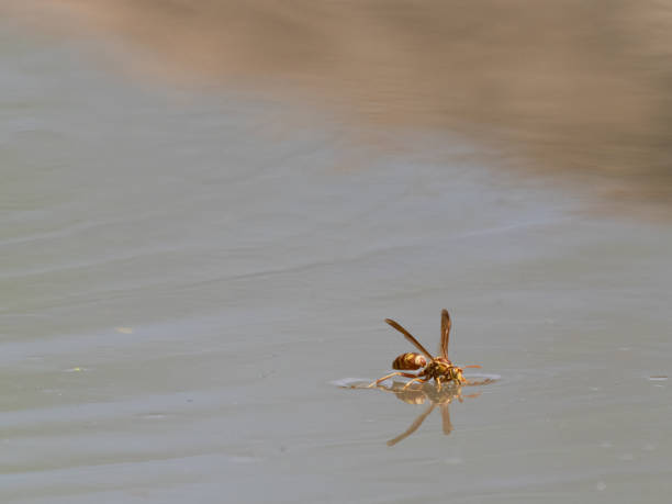 yellow paper wasp floating on still water - uvalde 個照片及圖片檔