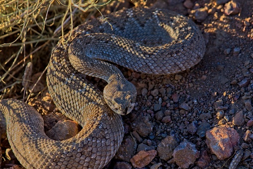 Western Diamondback Rattlesnake, Crotalus atrox, Arizona.