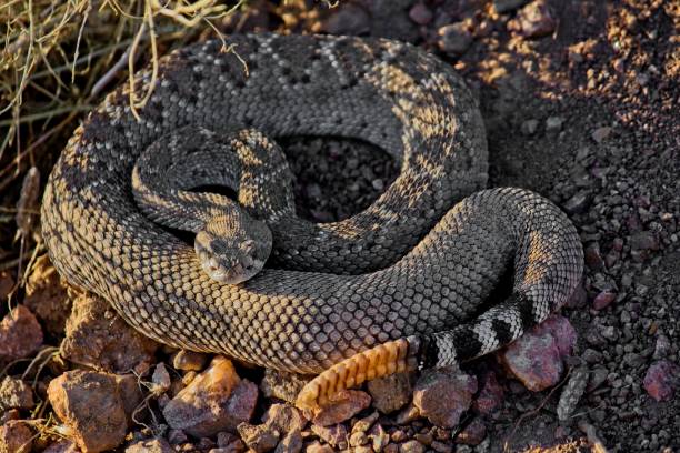 istock Western Diamondback Rattlesnake, Crotalus atrox, Arizona. 1483384221