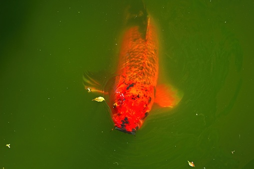 Closeup of an orange and black Koi fish in a green pond.