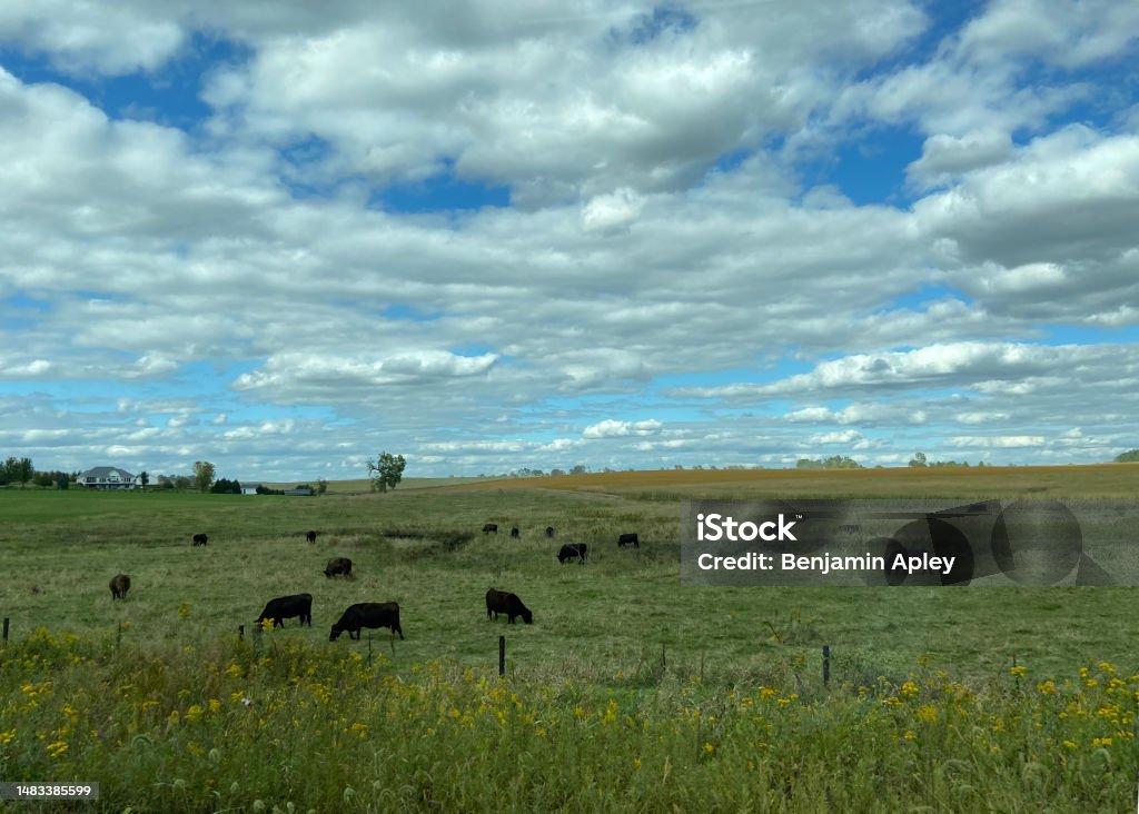 Heartland Cow Pasture Cows grazing in an open field under white clouds against a blue sky. Agricultural Field Stock Photo