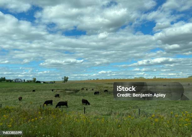Heartland Cow Pasture Stock Photo - Download Image Now - Agricultural Field, Cloud - Sky, Color Image