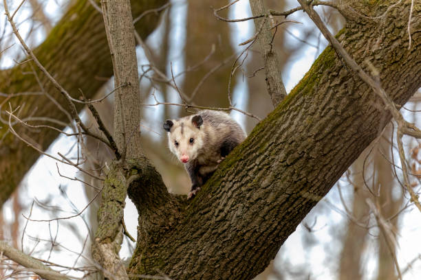 istock The Virginia opossum (Didelphis virginiana). 1483386760