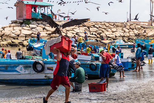 La Libertad, Ecuador - March 24, 2023: Port of La Libertad. Artisanal fishermen return home after a night of fishing in the ocean and unload it. The frigates are trying to steal the fish. Ecuador