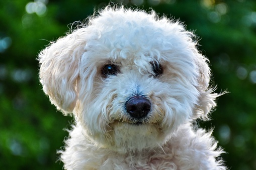 A Small Bichon Frises Dog in the park