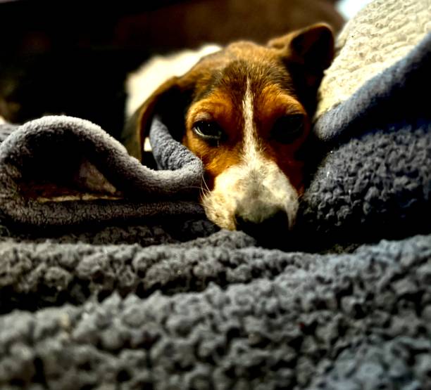 istock Puppy Boy Tuckered Out 1483390912