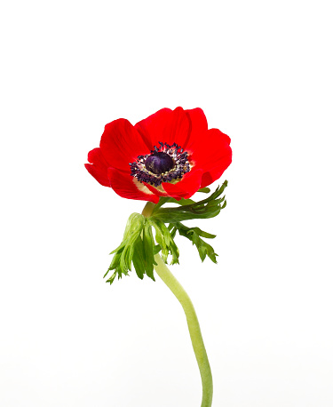 Red Anemone flower