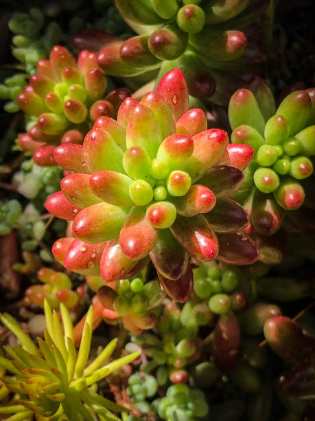 istock Jelly Bean Sedum rubrotinctum 1483399271