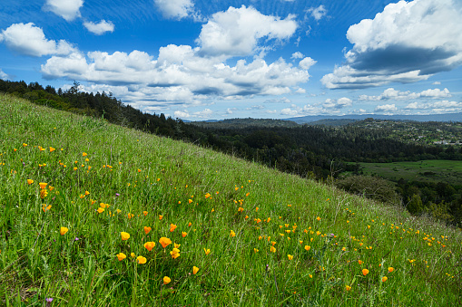 Wide view of California Poppy wildflowers blooming on a coastal hillside, with clouds and more hills in background.\n\nTaken in Santa Cruz, California, USA
