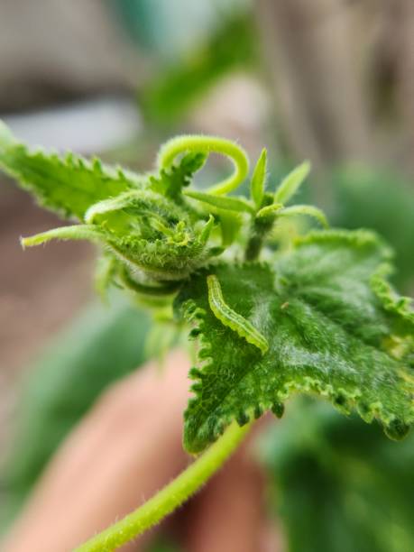 istock Cucumber Moth larva injured on cucumber bud. 1483400530