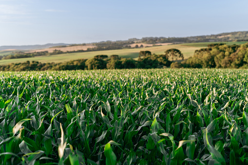 Corn plantation in Rio Grande do Sul, Brazil