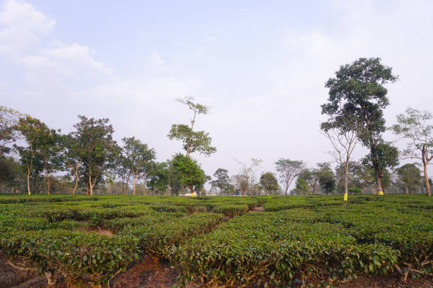 istock North Bengal is famous for tea gardens. 1483400959