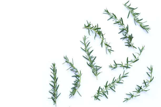 istock Fresh rosemary on white background. 1483402169