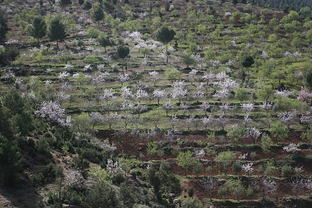 istock Blossom in the Atlas Mountains, Morocco 148340714