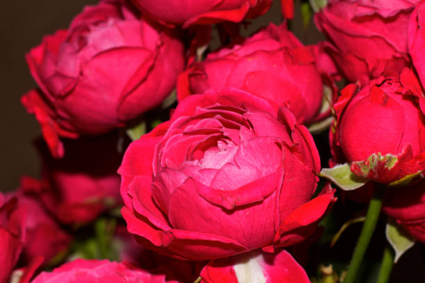 istock Bouquet of bright red-pink roses 1483408187