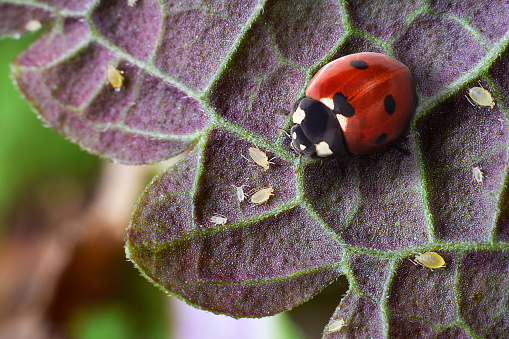 Macro shot of red adybug and aphids on garden plant leaf