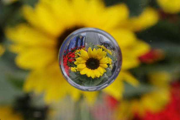 istock a nature concept, the flower at the garden 1483417836