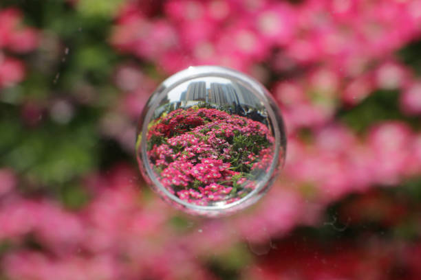 istock a nature concept, the flower at the garden 1483417840
