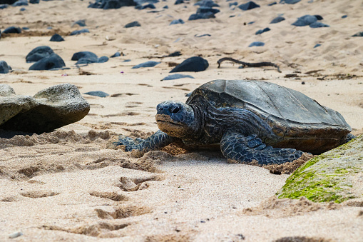 This turtle is attempting to return to the sea after resting on the sand in Maui