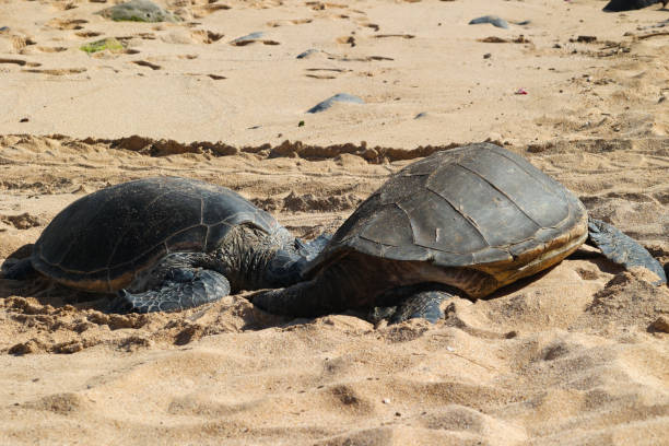 istock Ho’okipa beach park Maui Hawaii turtles 1483418138