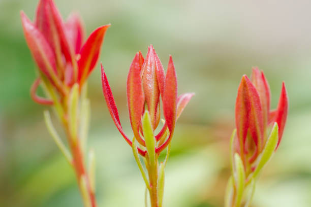 istock Blooming red flowers on green background 1483418245