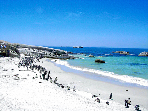 African Blackfoot Penguins, also known as “Jackass Penguins,” due to the flightless birds having a “donkey bray sounding call,” parade on the beach at the Cape of Good Hope in South Africa.