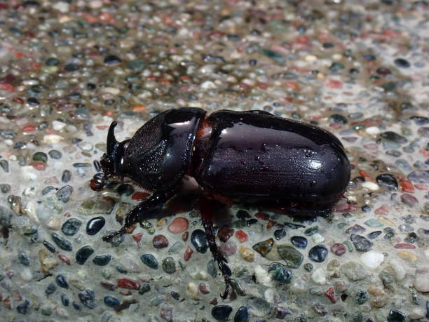 escarabajo rinoceronte común. oryctes nasicornis. - nasicornis fotografías e imágenes de stock