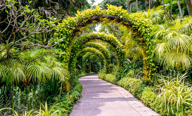 istock Walkway and plant arch in tropical garden 1483423252
