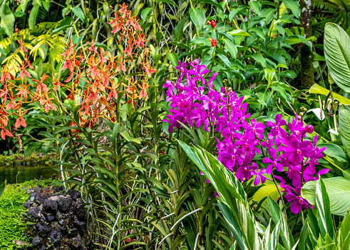 Flowering orchids in the Botanical Gardens in Singapore