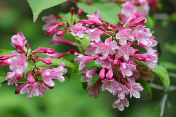 istock Japanese wisteria flowers drooping in full bloom. 1483423308