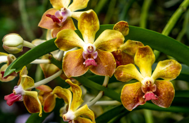 istock Colorful orchids blooming in a tropical garden 1483424705